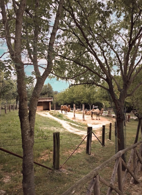 Parco Zoo Falconara, il Paese dei Bimbi