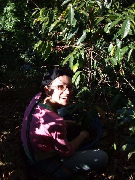 Récolte du café au Guatemala