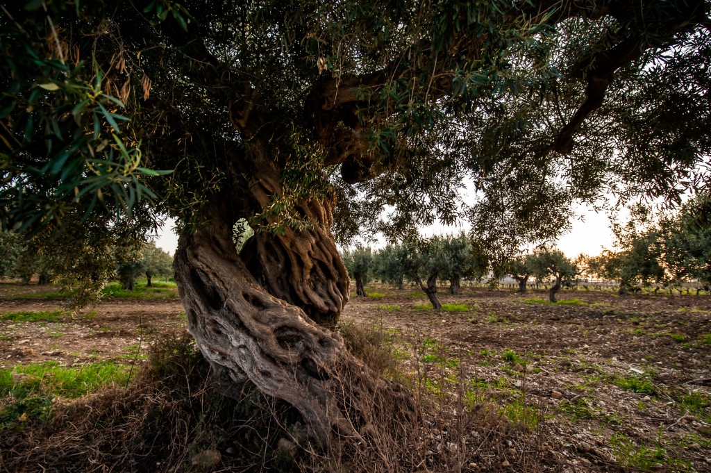 Cantine Firriato