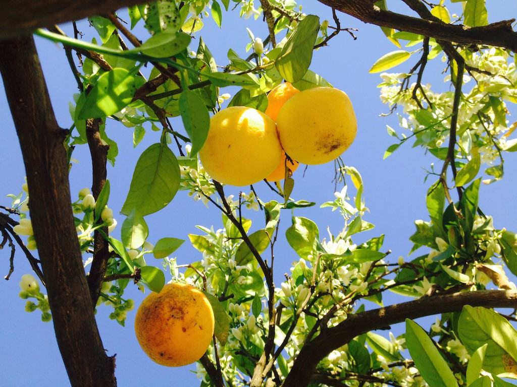 La Sicilia e il Calatino