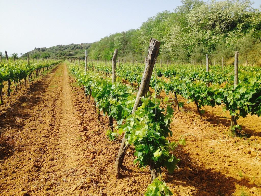 la sicilia e il calatino