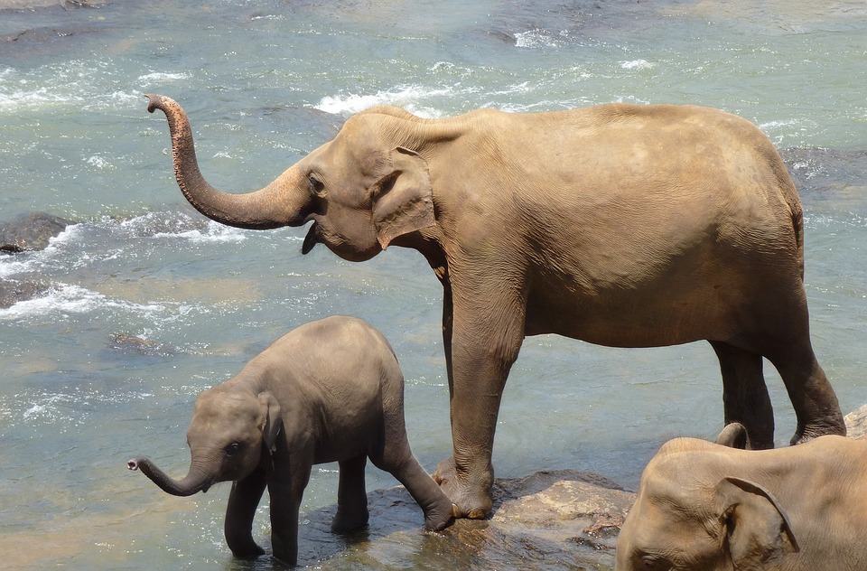 Sri Lanka, un viaggio nella natura tropicale