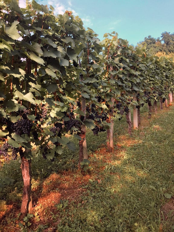 Dolenjska, dal cviček ai Vineyard Cottages