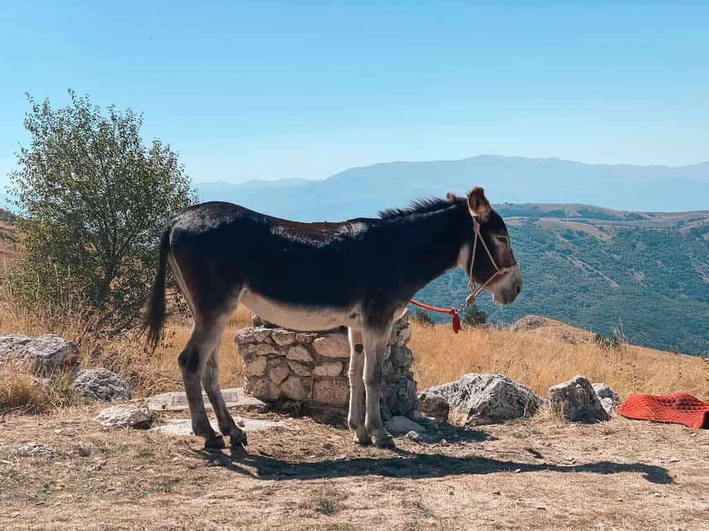A passo d'asino in Abruzzo.
