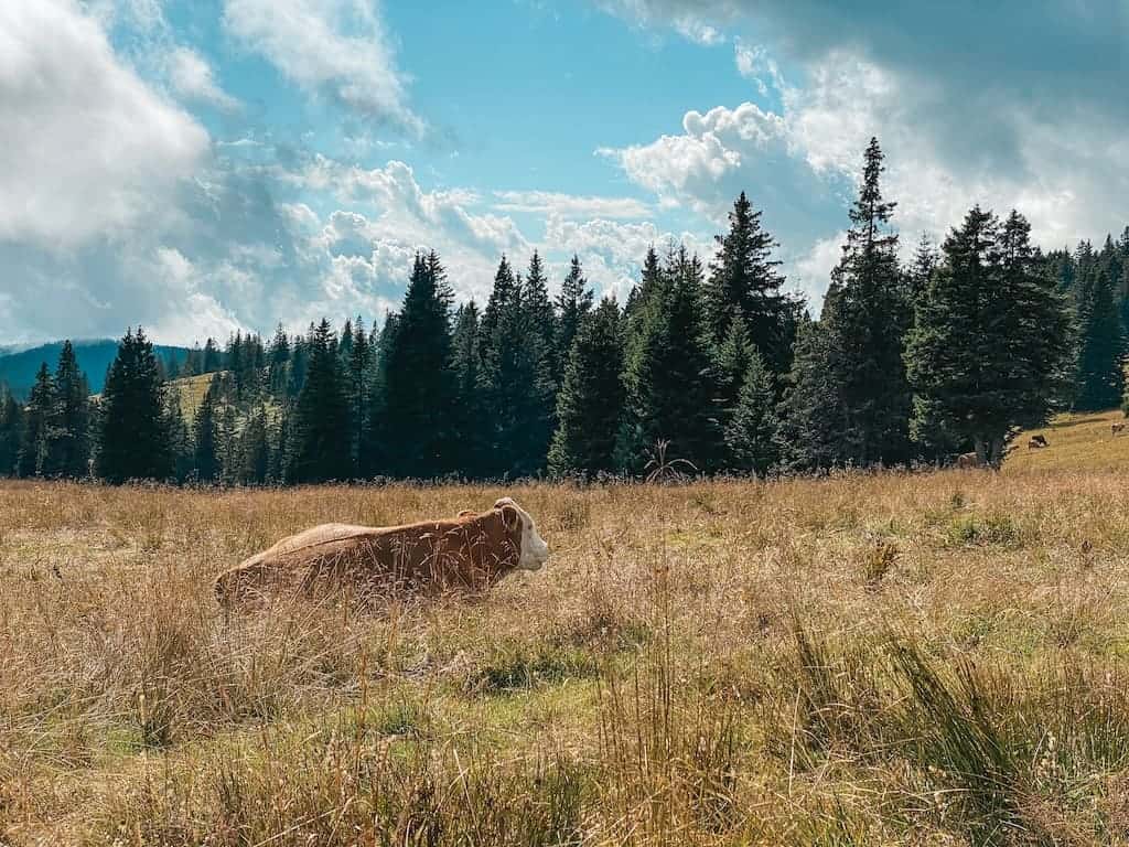 mucche al pascolo in Slovenia